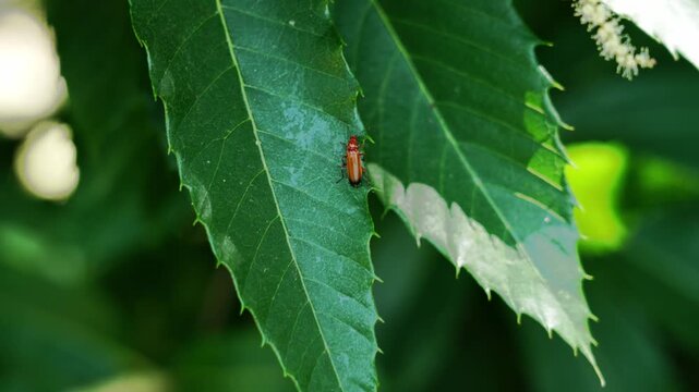 Orange soldier beetle (Cantharidae) crawling along serrated leaf of a sweet chestnut tree (Castanea sativa). Insect moves across green foliage under summer light