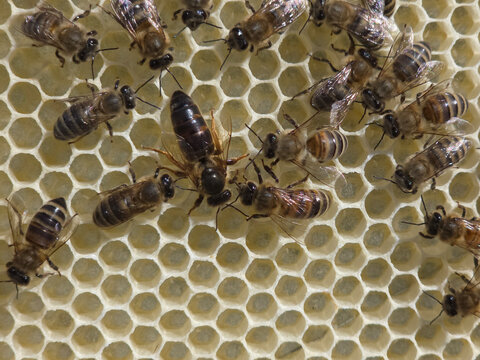The Queen Bee lays her eggs in the honeycomb. Queen Bee is always surrounded by working bees &ndash; her servant.
