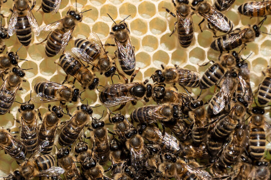 The Queen Bee lays her eggs in the honeycomb. Queen Bee is always surrounded by working bees &ndash; her servant.