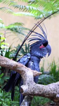 Black palm cockatoo perched on weathered branch with raised crest in tropical garden