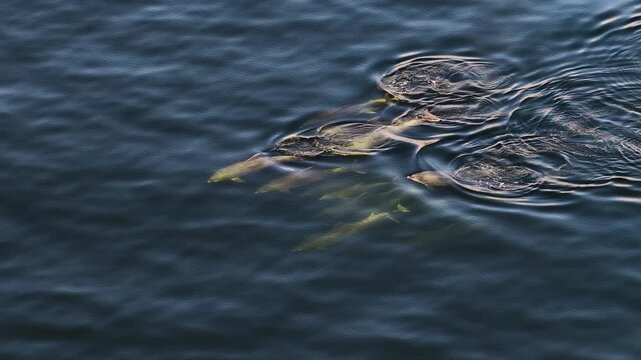 Bottlenose Dolphins enjoying the coast of Donegal between Shalway Point and Muckross Head, Ireland