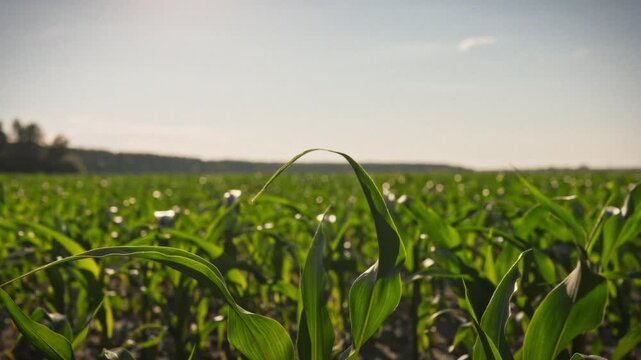Young corn stalks demonstrate the scale of an open field in the evening under bright sunlight. The soil and ground between the rows are visible. Concept of agribusiness and grain cultivation