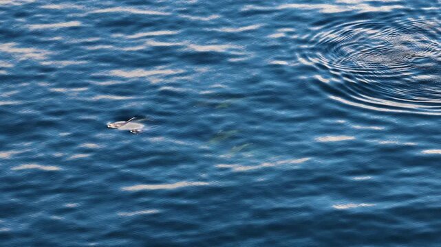 Bottlenose Dolphins enjoying the coast of Donegal between Shalway Point and Muckross Head, Ireland