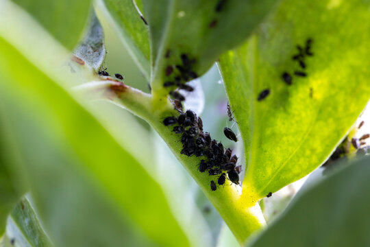 Black aphids infesting green plant stem ecosystem