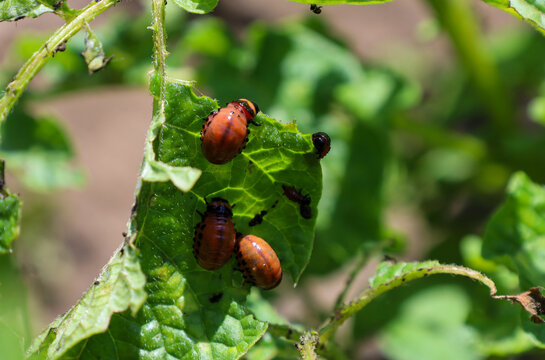 Colorado potato beetle larvae actively destroy green potato leaves in the garden field. The pests feature a distinctive red-orange body coloration with small black dots.