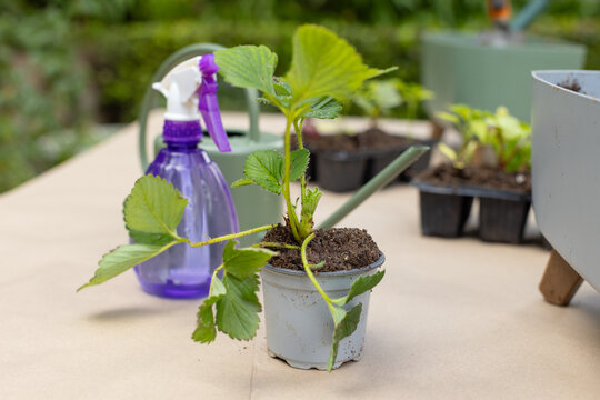 Potted strawberry seedling is sitting on craft paper potting table, with spray bottle nearby