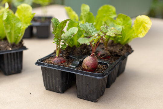 Black plastic seedling tray is sitting on kraft-paper bench with damp coir and radish bulbs rising