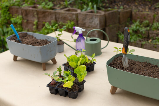 Seedling trays holding lettuce and vegetable starts on beige tablecloth with planters and trowel