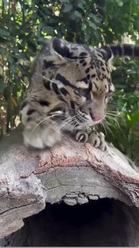 Clouded leopard walking carefully across a large wooden log in this close up wildlife motion video clip for nature projects