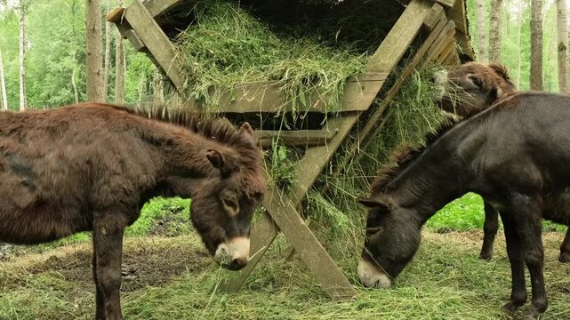 three donkey eating fresh hay from wooden feeder on farm. domestic donkey provides valuable milk for cosmetics industry. concept of donkey milk production on rural farm