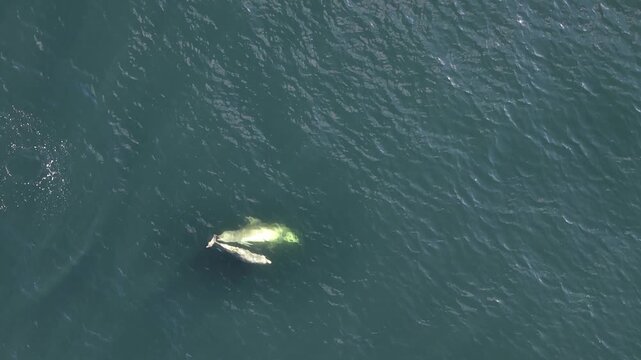 Bottlenose Dolphins enjoying the coast of Donegal between Shalway Point and Muckross Head, Ireland