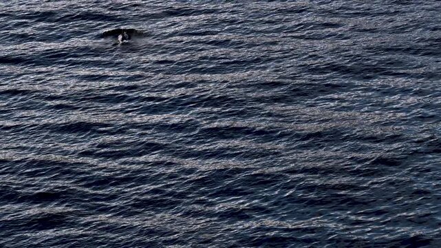 Bottlenose Dolphins enjoying the coast of Donegal between Shalway Point and Muckross Head, Ireland