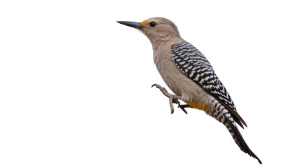 Fototapeta premium Isolated Gila Woodpecker in profile, showing its unique patterned plumage and striking features