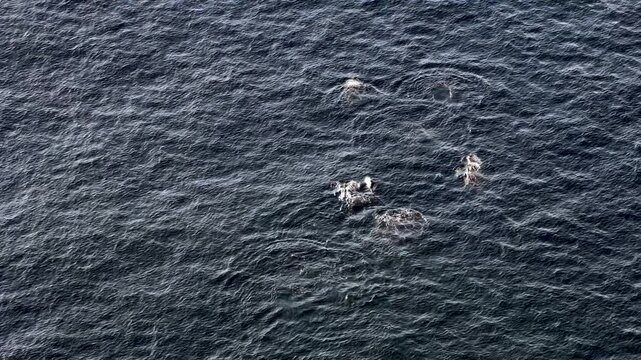 Bottlenose Dolphins enjoying the coast of Donegal between Shalway Point and Muckross Head, Ireland