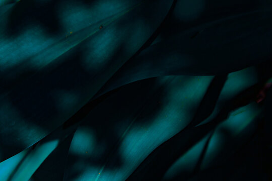 Light and shadow on dark green leaves.