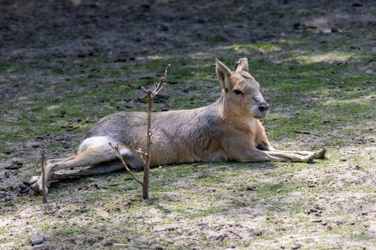 Close-up portrait of an adult Patagonian mara cavy sitting on the grass in the shade. Wild exotic rodent resting on a bright sunny summer day.