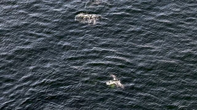 Bottlenose Dolphins enjoying the coast of Donegal between Shalway Point and Muckross Head, Ireland