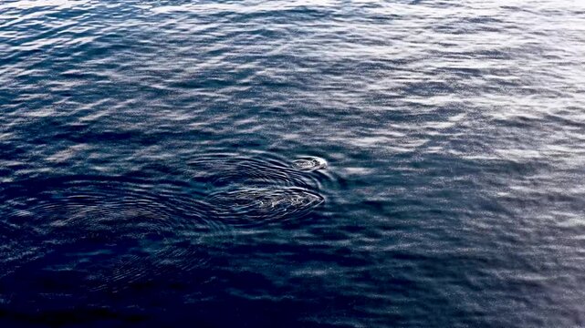 Bottlenose Dolphins enjoying the coast of Donegal between Shalway Point and Muckross Head, Ireland