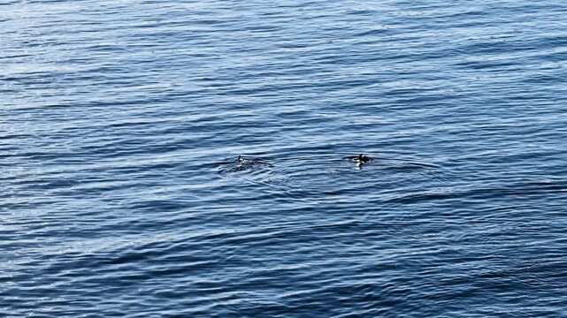 Bottlenose Dolphins enjoying the coast of Donegal between Shalway Point and Muckross Head, Ireland