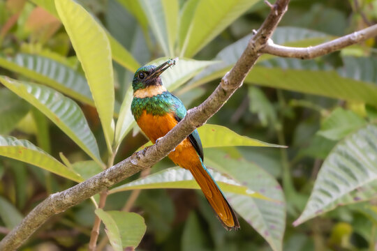 Rufous-tailed jacamar eating insect on tree branch