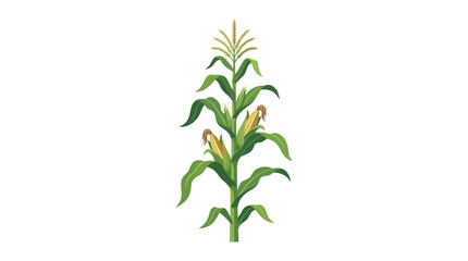 Fototapeta premium corn plant with green leaves and yellow ears