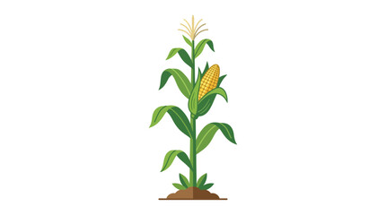 Fototapeta premium corn plant with leaves and ear