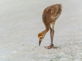 Sandhill crane chick in the dirt © Shane