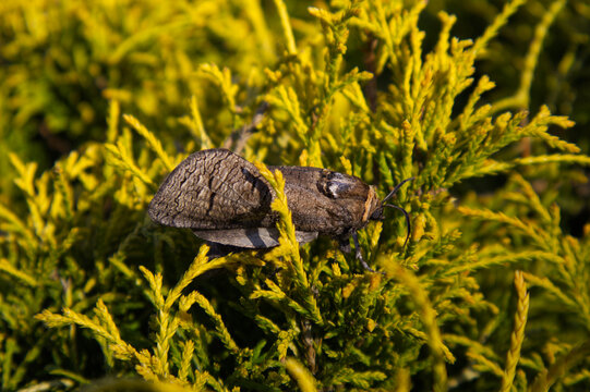 Giant Goat moth (Cossus cossus) hiding in bright green conifer branches. Wild insect camouflage in natural summer garden habitat.