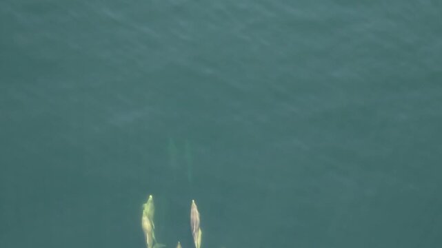 Bottlenose Dolphins enjoying the coast of Donegal between Shalway Point and Muckross Head, Ireland