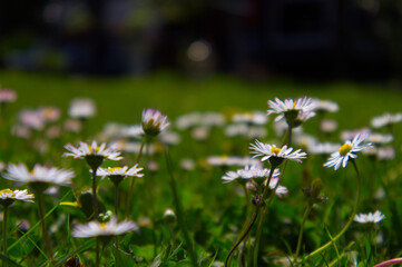 Fresh spring common daisies (Bellis perennis) blooming in sunlit green grass, macro close-up view of a vibrant meadow. © TomKorcak