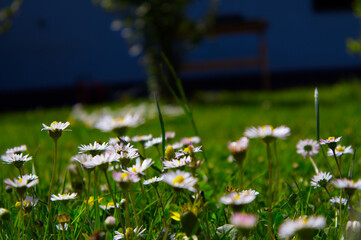 Fresh spring common daisies (Bellis perennis) blooming in sunlit green grass, macro close-up view of a vibrant meadow. © TomKorcak