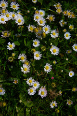 Fresh spring common daisies (Bellis perennis) blooming in sunlit green grass, macro close-up view of a vibrant meadow. © TomKorcak