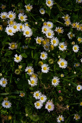 Fresh spring common daisies (Bellis perennis) blooming in sunlit green grass, macro close-up view of a vibrant meadow. © TomKorcak
