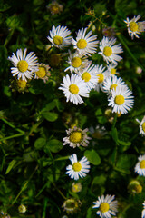 Fresh spring common daisies (Bellis perennis) blooming in sunlit green grass, macro close-up view of a vibrant meadow. © TomKorcak