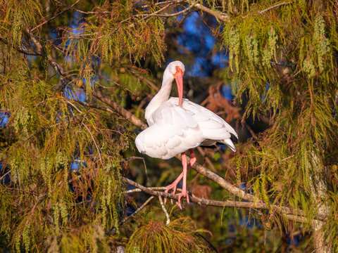 White ibis preening in a tree at sunset