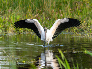Wood stork spreading wings in the marshes © Shane