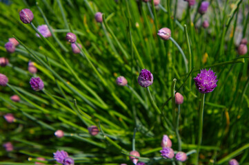 Fototapeta premium Vibrant Purple Blooming Chive Flowers (Allium schoenoprasum) with Green Stalks in Spring Garden Macro