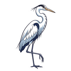 Fototapeta premium Great Blue Heron Walking Side Profile Drawing