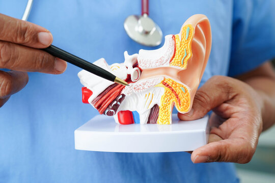Asian doctor holding human ear model to learn and treat hearing loss in patient.