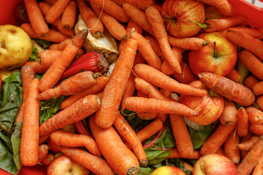 Abundant harvest of healthy organic carrots apples and greens piled together