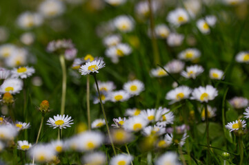 Meadow filled with blooming common daisies (Bellis perennis) among lush green grass in spring, low angle macro with soft bokeh and shallow depth. © TomKorcak
