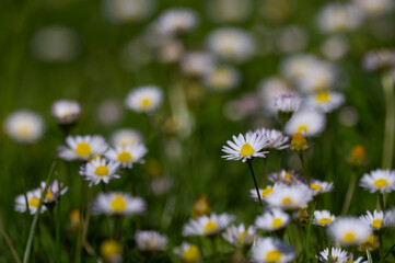 Meadow filled with blooming common daisies (Bellis perennis) among lush green grass in spring, low angle macro with soft bokeh and shallow depth. © TomKorcak