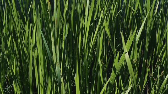 Grass sways gently in the breeze as it captures sunlight during different times of the day. The vibrant green blades show textures and patterns that highlight the beauty of nature