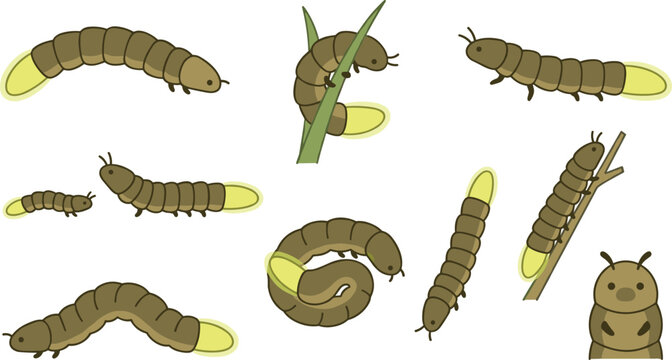 Firefly Larva Cartoon Vector Set with Crawling, Climbing, and Curled Glow Worm Poses for Nature and Insect Designs