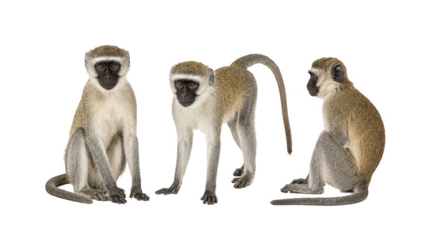 Three vervet monkeys shown in three different poses including front sitting, standing, and side sitting, isolated on a white background. Full body African primates with natural fur details