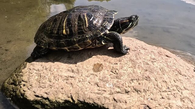 A dark-shelled pond turtle sits on a sandy rock at the water edge in daylight, slowly shifting its body, turning its head left and right, and adjusting its leg position on the stone.