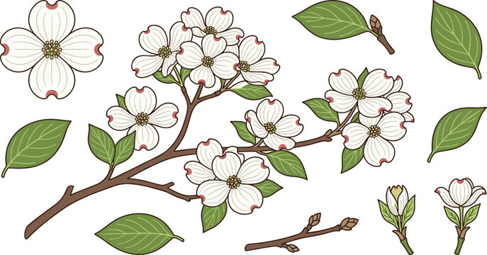 White Dogwood Flower Blossom Branch Vector Element Set with Green Leaves Twigs and Buds for Spring Botanical Graphic Design