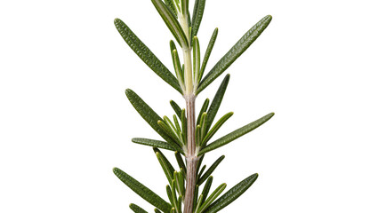 Fototapeta premium Isolated fresh green rosemary sprig for cooking and seasoning, aromatic herb close-up detail