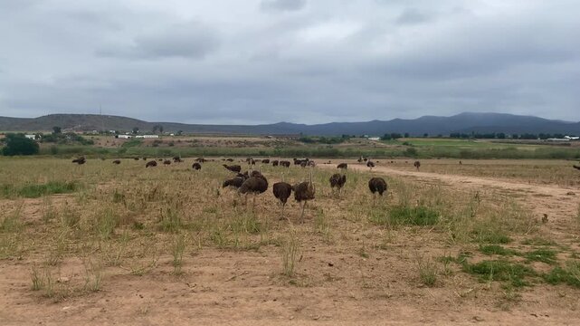 The ostrich farm on the s cenic route R62 between Ladismith and Barrydale in the Western Cape Province of South Africa