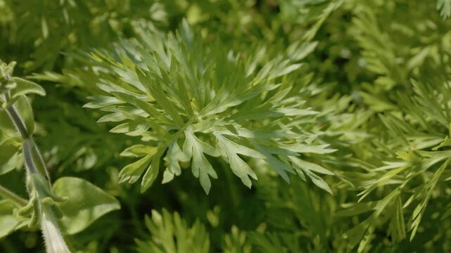 This shows a carrot plant growing in a garden. The plant has green leaves and is developing strong roots. It thrives under warm sun and soil.